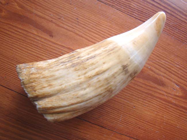 A beautiful large 19th century Sperm Whale tooth measuring 8" long and weighing nearly 1 3/4 pounds